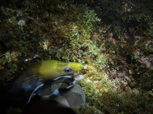 Banded moray (Gymnothorax rueppelliae) — Muraenidae