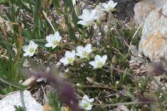 Cherleria biflora