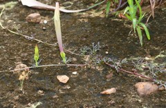Ipomoea diversifolia