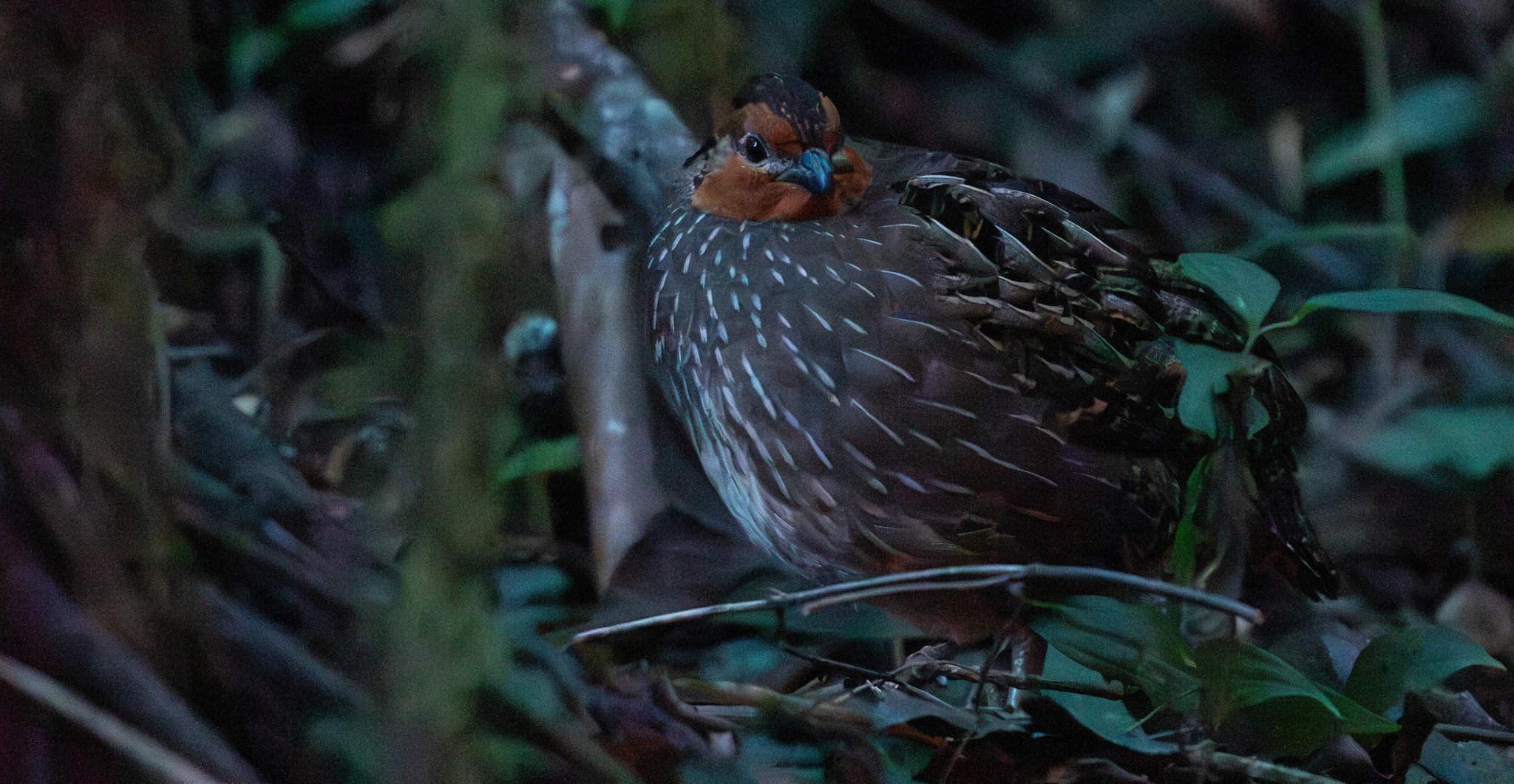 Singing Quail (Dactylortyx thoracicus), photo 2