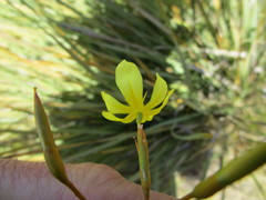 Bobartia paniculata