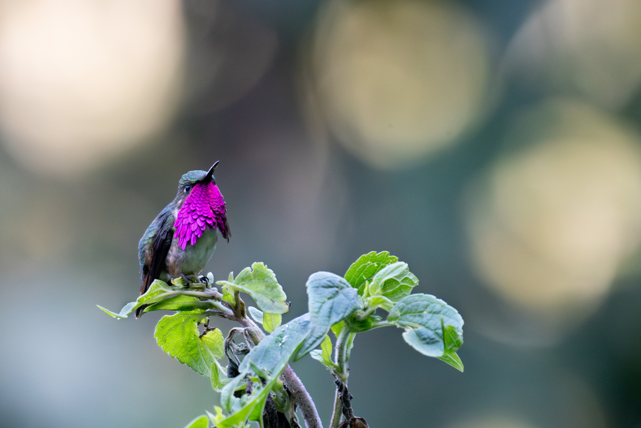 Wine-throated Hummingbird (Selasphorus ellioti), photo 2