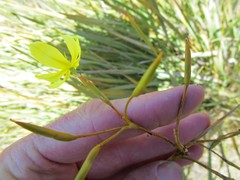 Bobartia paniculata