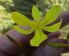 Bobartia paniculata