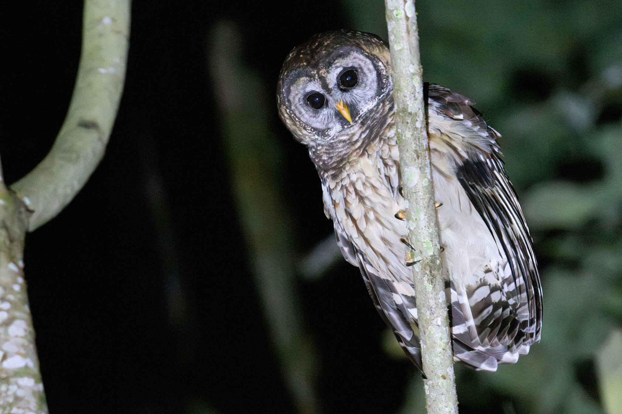 Fulvous Owl (Strix fulvescens), photo 5