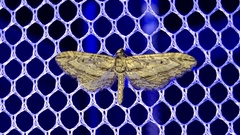 Eupithecia acutipennis