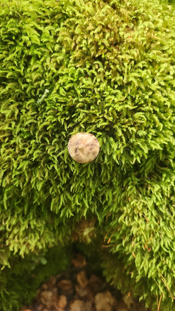 Lactifluus sepiaceus