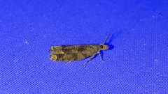 Epinotia subviridis