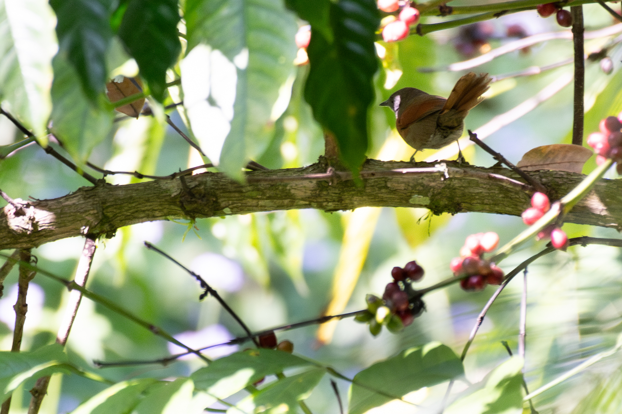 Rufous-breasted Spinetail (Synallaxis erythrothorax), photo 10
