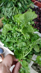 Alternanthera sissoo