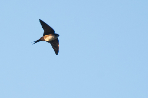 Black-capped Swallow (Atticora pileata), photo 5