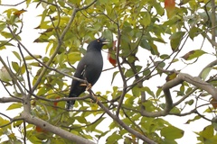 Acridotheres cristatellus formosanus