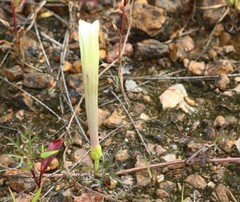 Ipomoea diversifolia
