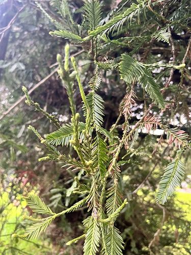 Taxodium observed 2026-01-05