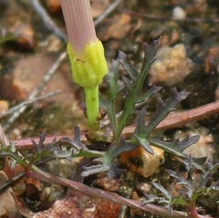 Ipomoea diversifolia