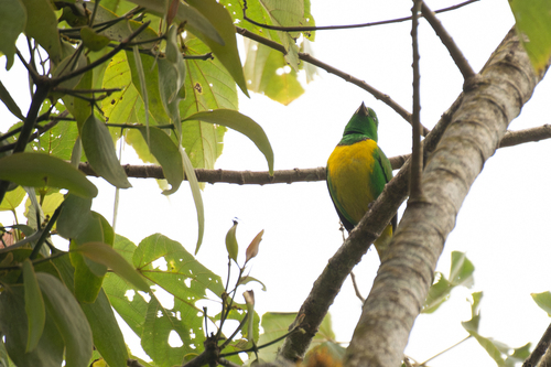 Blue-crowned Chlorophonia (Chlorophonia occipitalis)