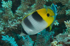 Chaetodon ulietensis