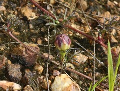 Ipomoea diversifolia