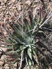 Dudleya saxosa collomiae