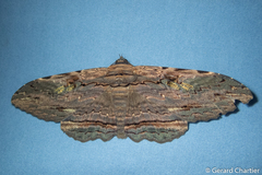 Anisoneura aluco