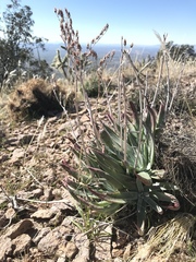 Dudleya saxosa collomiae