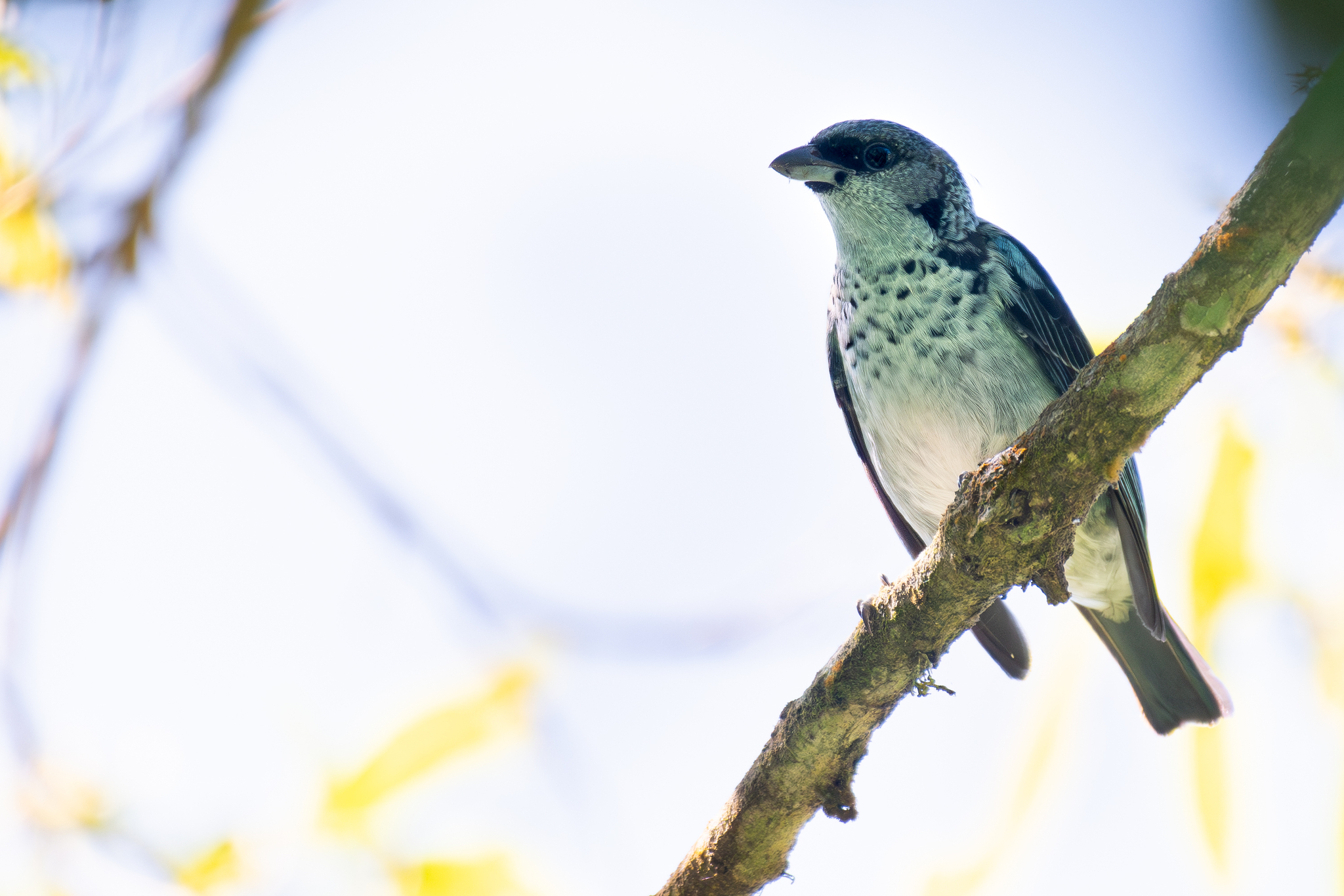 Azure-rumped Tanager (Poecilostreptus cabanisi), photo 4