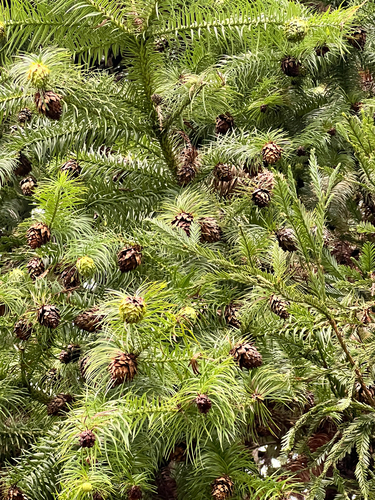 Cunninghamia lanceolata observed 2026-01-05