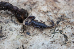 Euscorpius concinnus