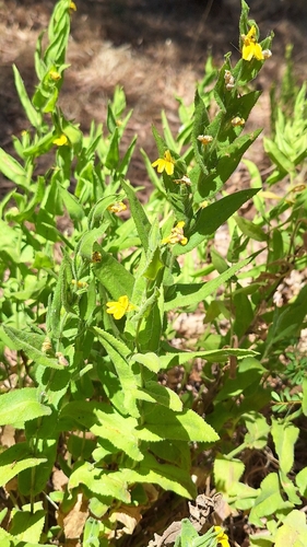 clasping goodenia (Goodenia amplexans)