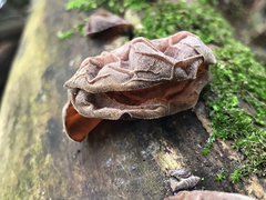 Auricularia auricula-judae