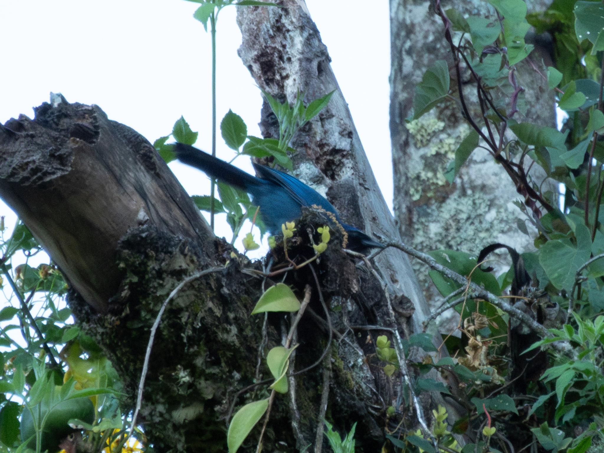 Black-throated Jay (Cyanolyca pumilo), photo 8