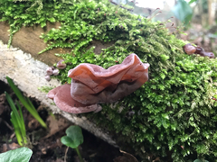 Auricularia auricula-judae