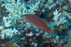 Cirrhilabrus punctatus