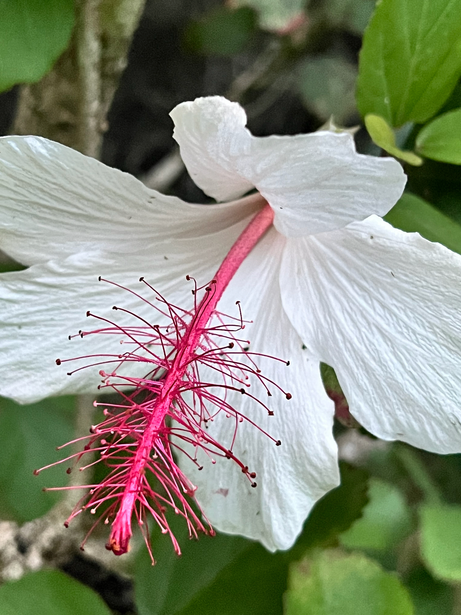 Imagem de Hibisco