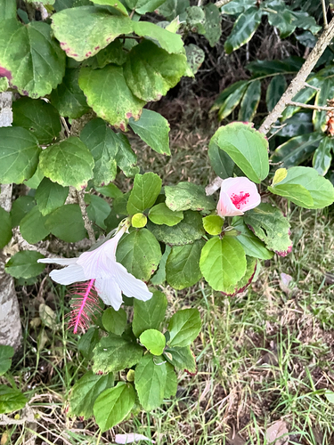 Foto de Hibisco