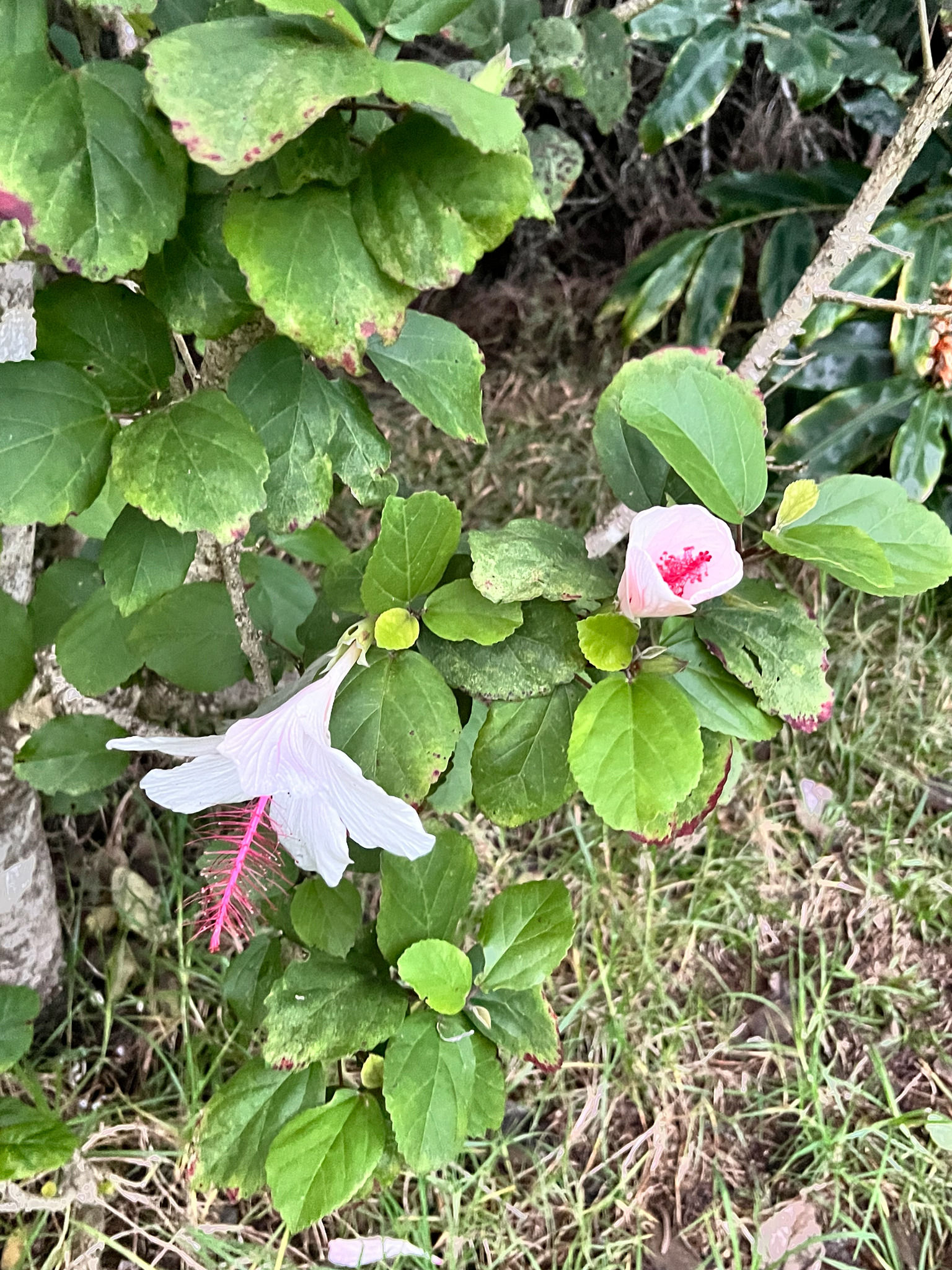Imagem de Hibisco