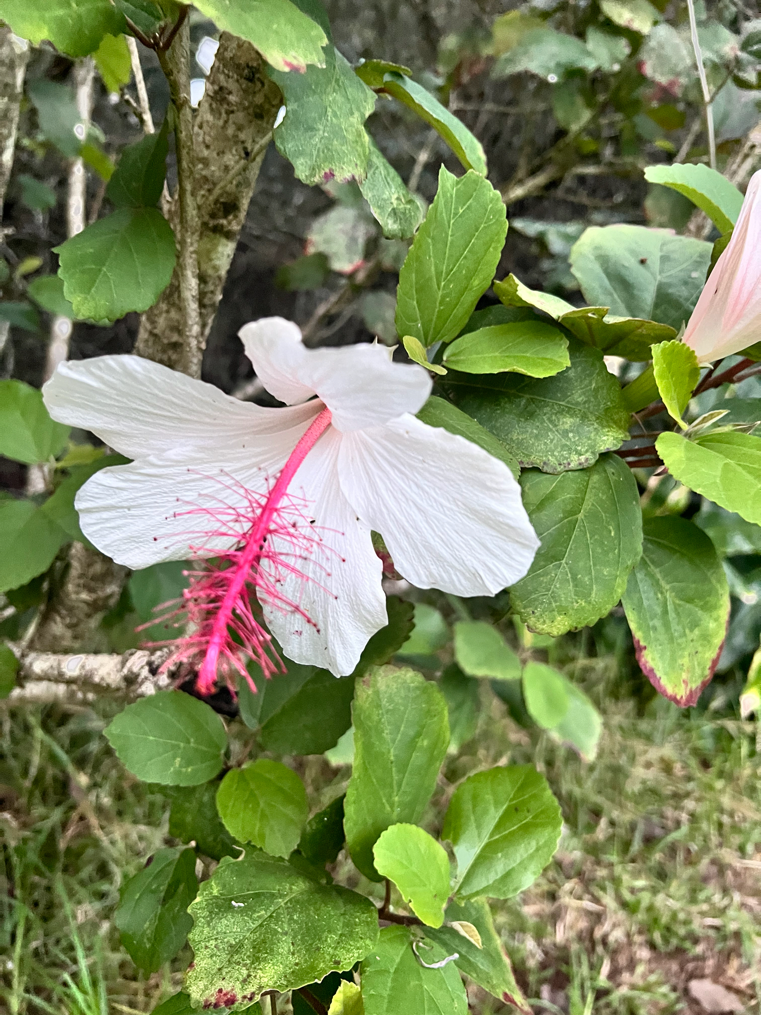 Imagem de Hibisco
