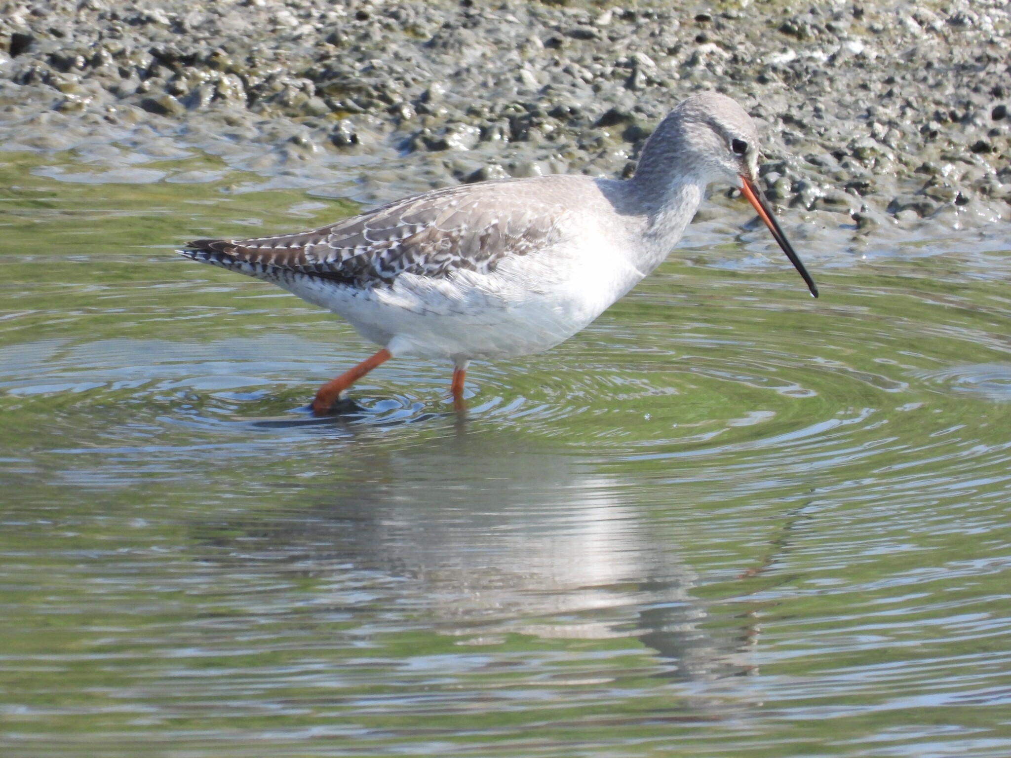 Spotted Redshank (Tringa erythropus), photo 1