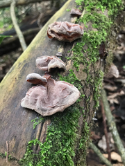 Auricularia auricula-judae