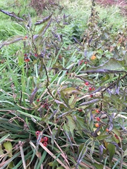 Solanum dulcamara