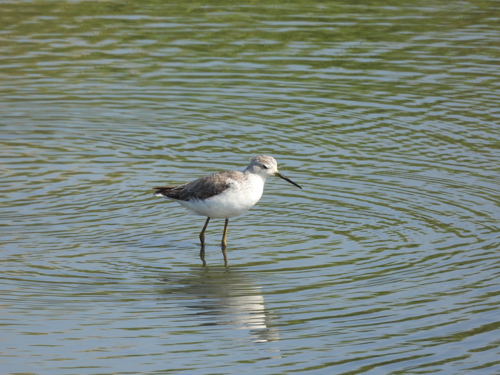 Marsh Sandpiper (Tringa stagnatilis), photo 1