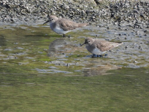 Temminck's Stint (Calidris temminckii), photo 3