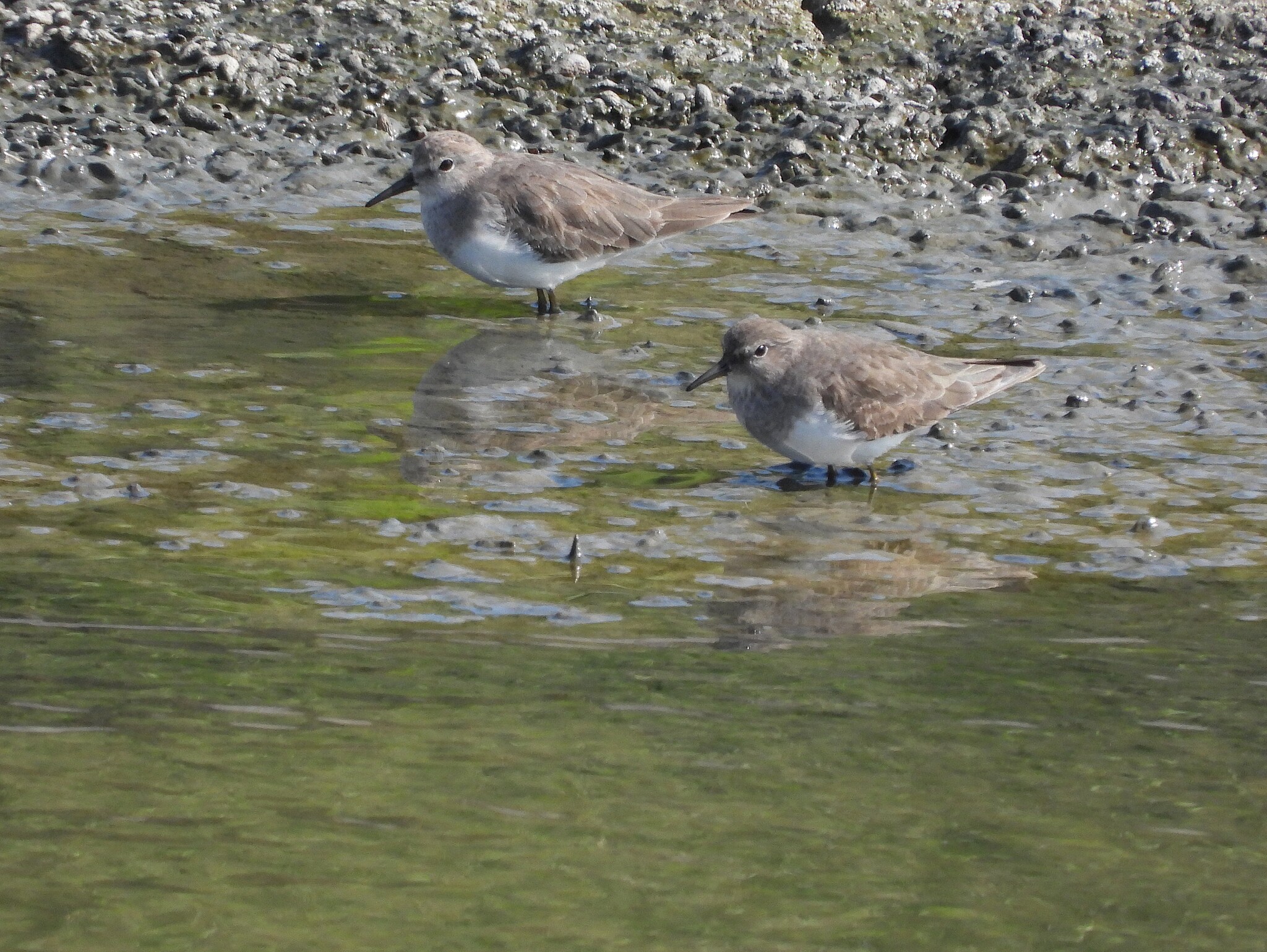 Temminck's Stint (Calidris temminckii), photo 5