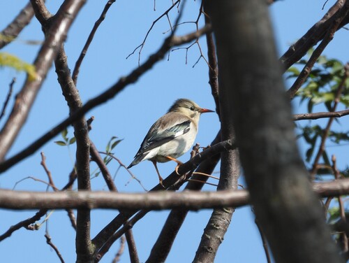 Red-billed Starling (Spodiopsar sericeus), photo 4