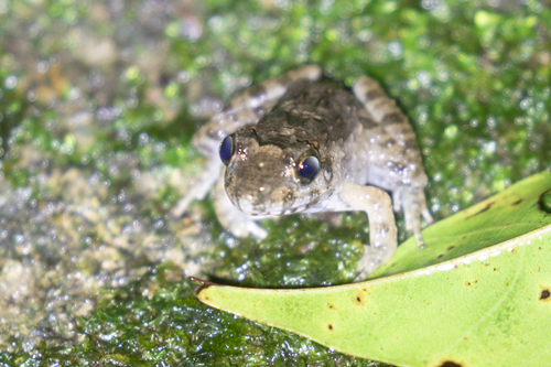 Limnonectes acanthi observed 2025-11-05