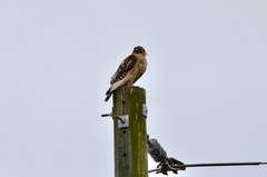 Buteo lineatus lineatus