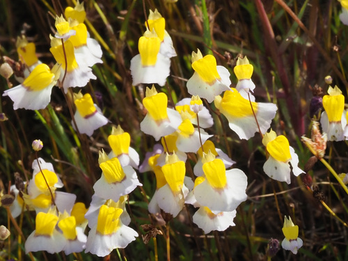 Utricularia bisquamata