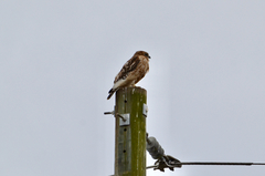 Buteo lineatus lineatus