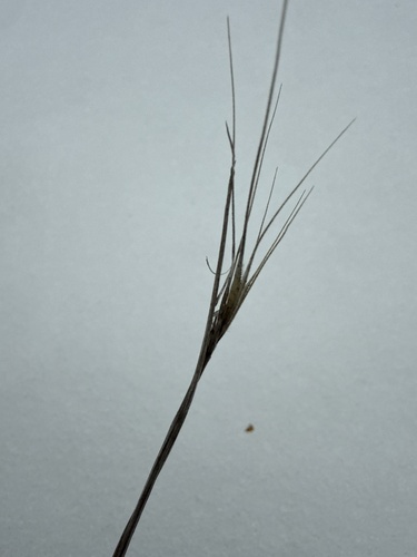 Secale sylvestre, photograph 5