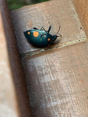 Pachycoris